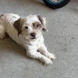 Image of Unknown, Found Dog