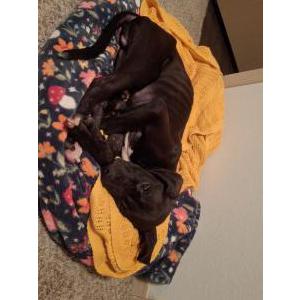 Image of Unknow, Found Dog