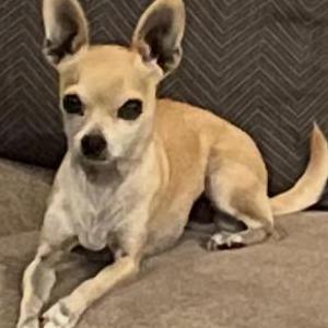 Image of Sugar, Lost Dog