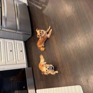 Found Dog Unknown