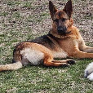 Image of Nala, Lost Dog