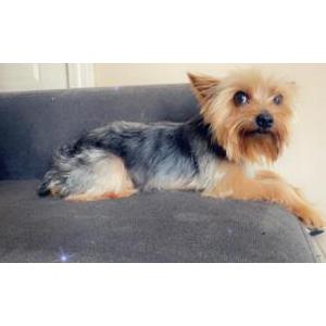 Image of Pettie, Lost Dog