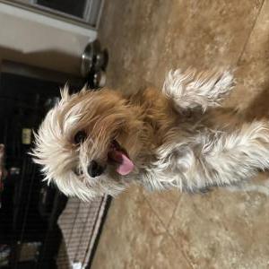 Image of Bailey, Lost Dog