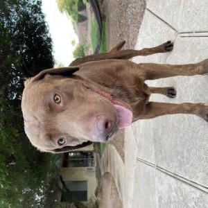 Image of Yakko, Lost Dog