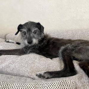 Image of Allie, Lost Dog