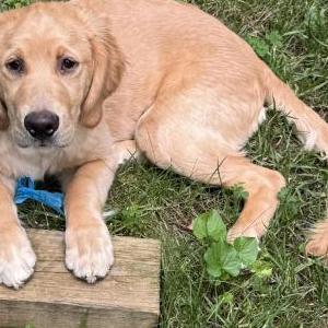 Image of Tully, Lost Dog