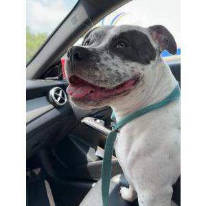 Image of Baby boy, Lost Dog