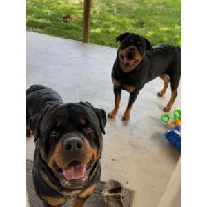 Image of Thor, Lost Dog