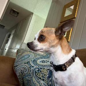 Lost Dog Dixie JO