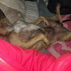 Lost Dog Brownie