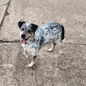 Image of Unknown, Found Dog