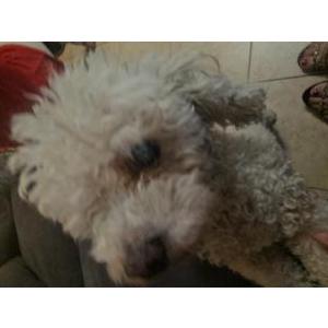 Image of AB, Lost Dog