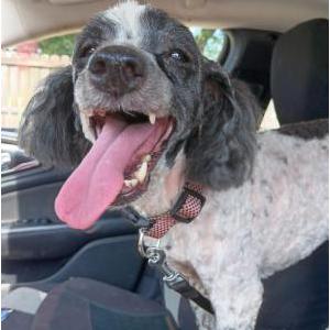 Lost Dog Molly paige