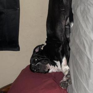 Image of Nina, Lost Dog