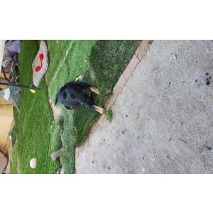 Image of Charolette, Lost Dog