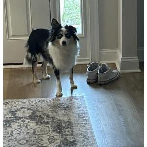 Lost Dog Jax