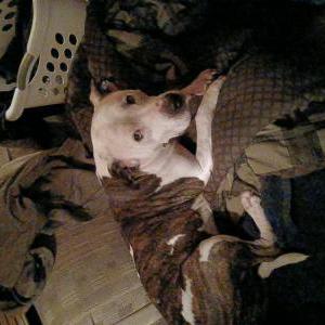 Image of Snoopy, Lost Dog