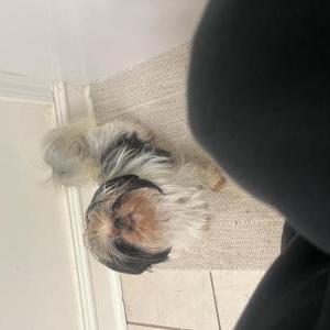 Image of Luna, Lost Dog
