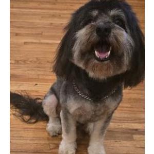 Lost Dog Buddy