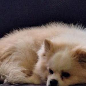 Lost Dog Max