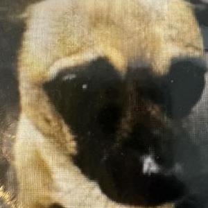 Image of TACO, Lost Dog
