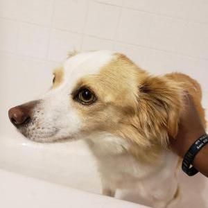 Image of Prince, Lost Dog