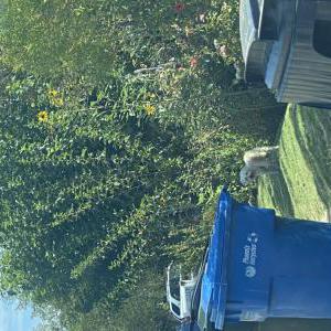 Image of unknown, Found Dog