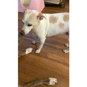 Image of Dawson, Lost Dog