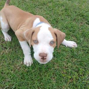 Image of Won'tSay, Lost Dog