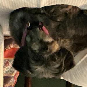 Lost Dog IZZY