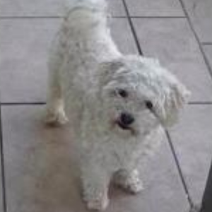 Image of Pelusa, Lost Dog