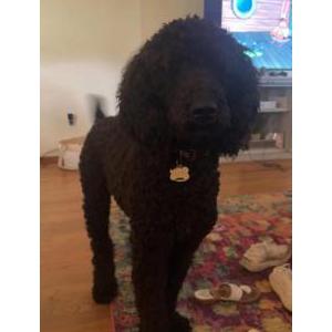 Image of Duke, Lost Dog
