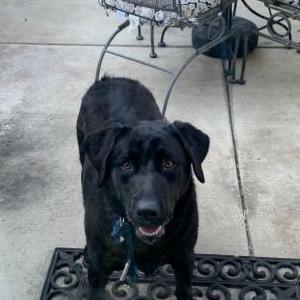 Image of Unknown, Found Dog