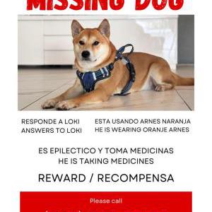Lost Dog loki