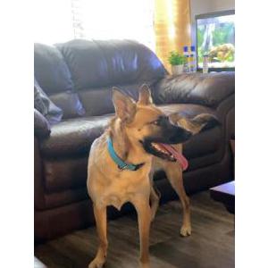 Image of Lana, Lost Dog