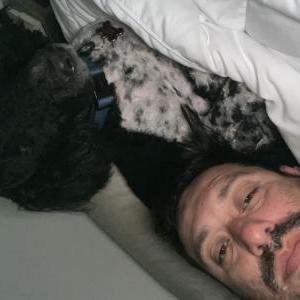 Image of Freddy, Lost Dog
