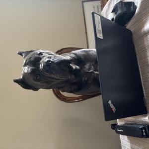 Image of Cooper, Lost Dog