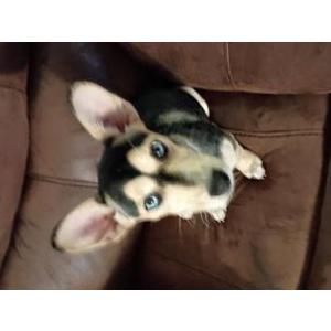 Image of None, Found Dog