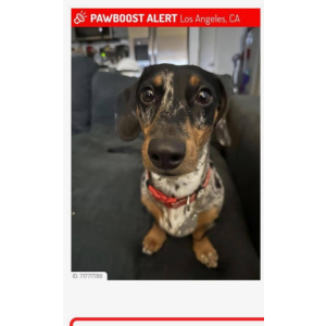 Lost Dog Walter