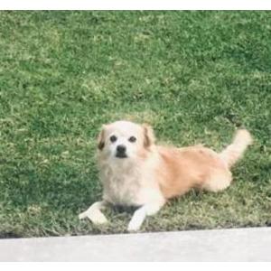 Image of Marley, Lost Dog