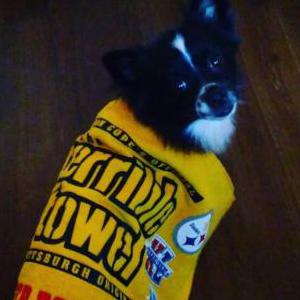 Image of Oreo, Lost Dog