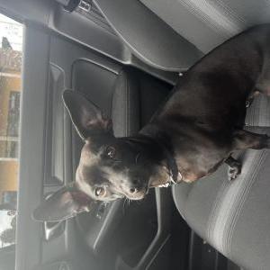 Image of Coco, Lost Dog