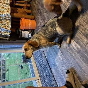 Found Dog Unknown