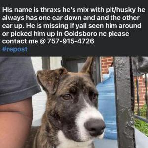 Image of Thrax, Lost Dog