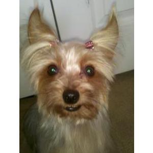 Lost 1 Jessica (MI)