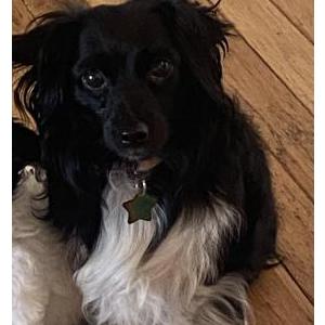 Image of Lola, Lost Dog