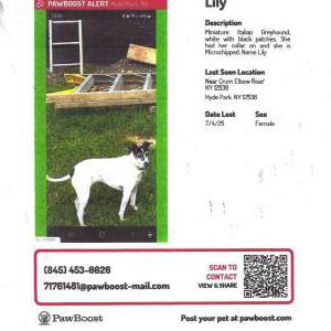 Image of Lily Contarino, Lost Dog