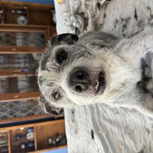 Image of JAX, Lost Dog