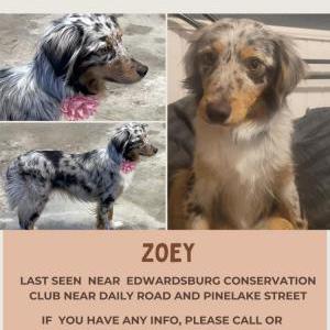Lost Dog Zoey