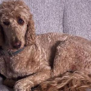 Image of Yeti, Lost Dog